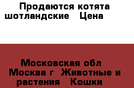 Продаются котята шотландские › Цена ­ 3 000 - Московская обл., Москва г. Животные и растения » Кошки   